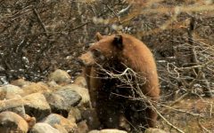 Bill to end bear hunts emerges from Legislature as bill to study bear hunts