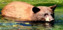 Bill revises Nevada Wildlife Commission