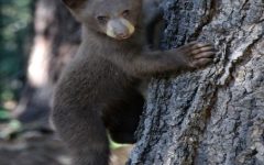 Should Dogs Be Used In Bear Hunts? Listen here!