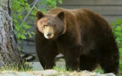 Nevada bear hunt ends with 11 killed
