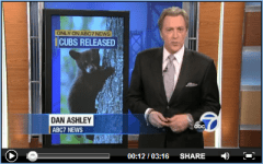 Lake Tahoe wildlife center releases bear cubs into wild!