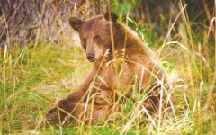 Senate takes up anti-bear-hunt bill