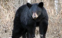 Animal activists want an end to black bear hunting