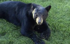 Hunting ban out of bear bill